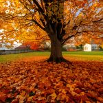 arbre en automne avec des feuilles tombantes