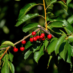 arbre-fruitier