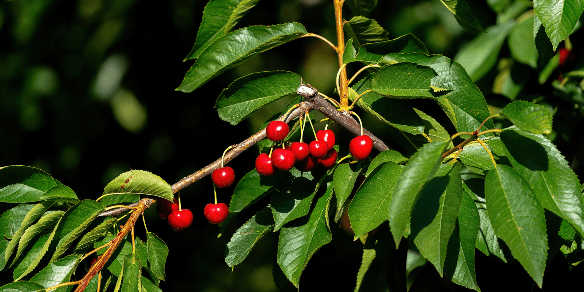 arbre-fruitier