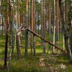 quand-abattre-un-arbre