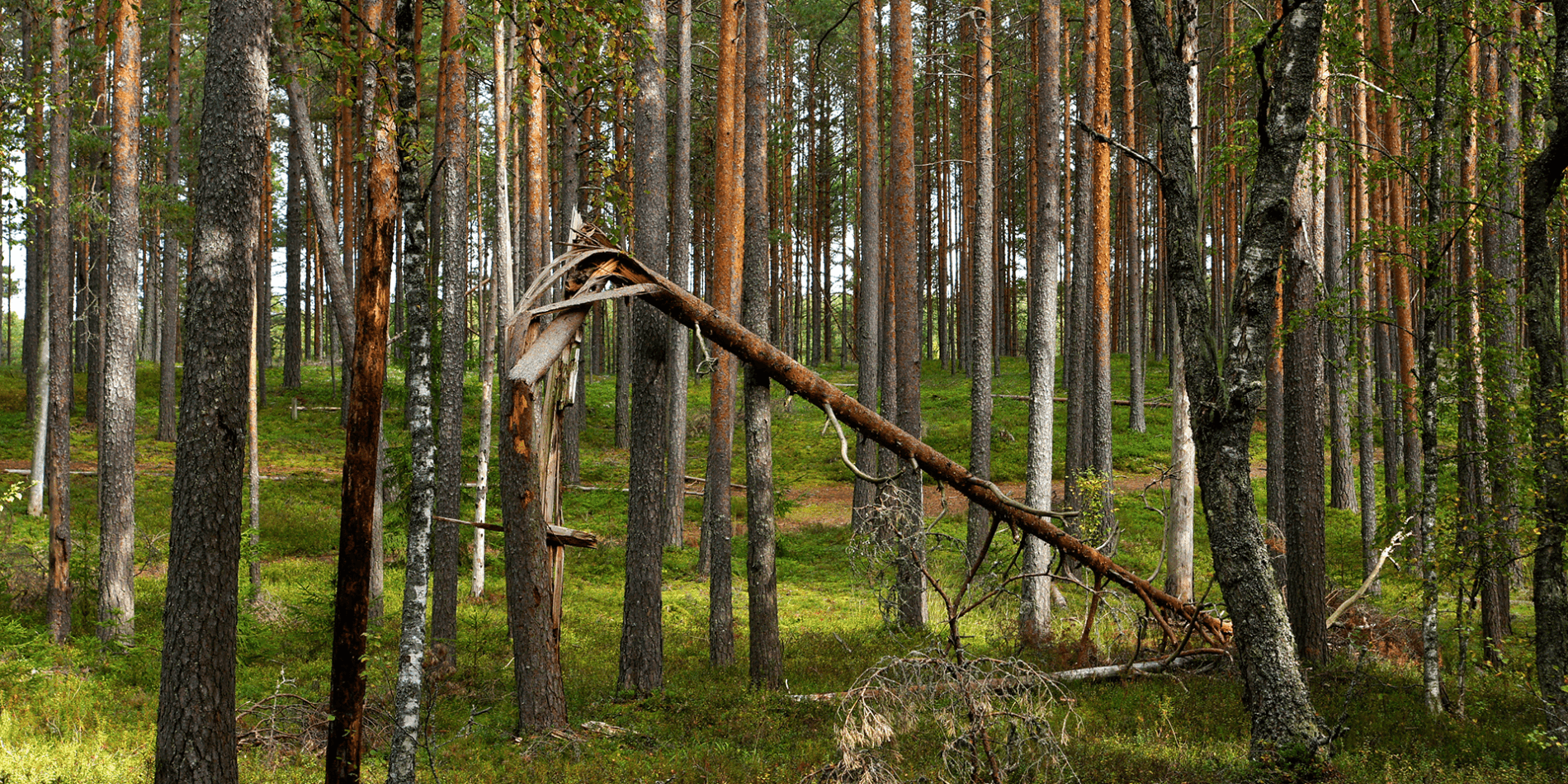 quand-abattre-un-arbre