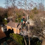 arboriculteur certifié