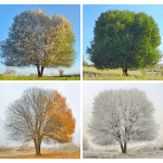 arbres-quatre-saisons