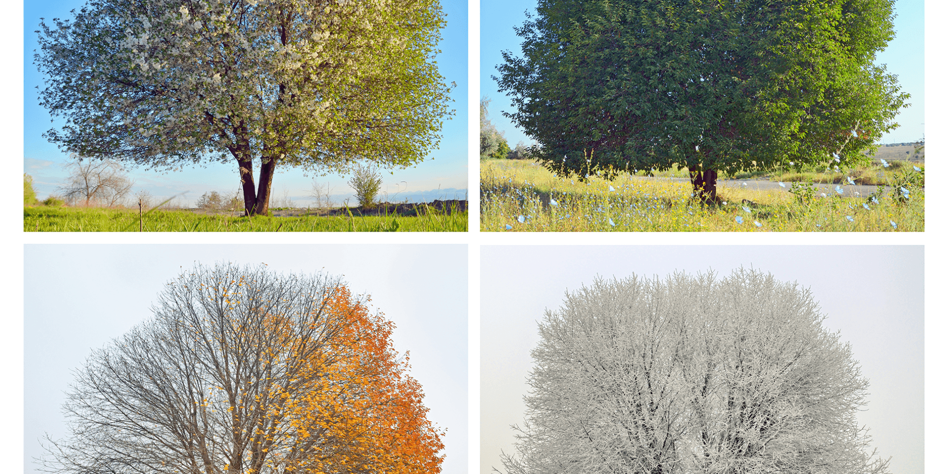 arbres-quatre-saisons