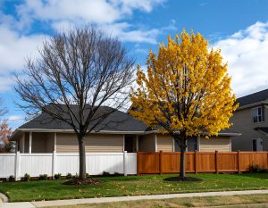 arbre partiellement malade ou affaibli