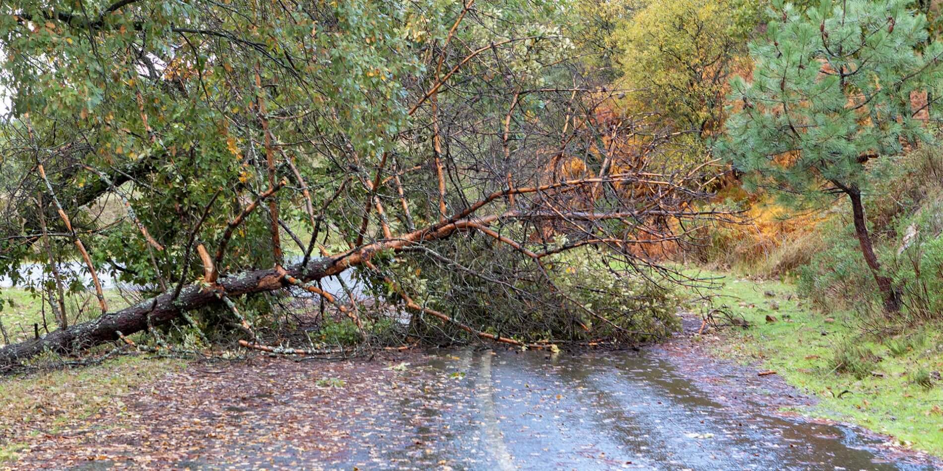 abattage-arbre-dangereux-terrebonne