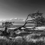 chute-arbre