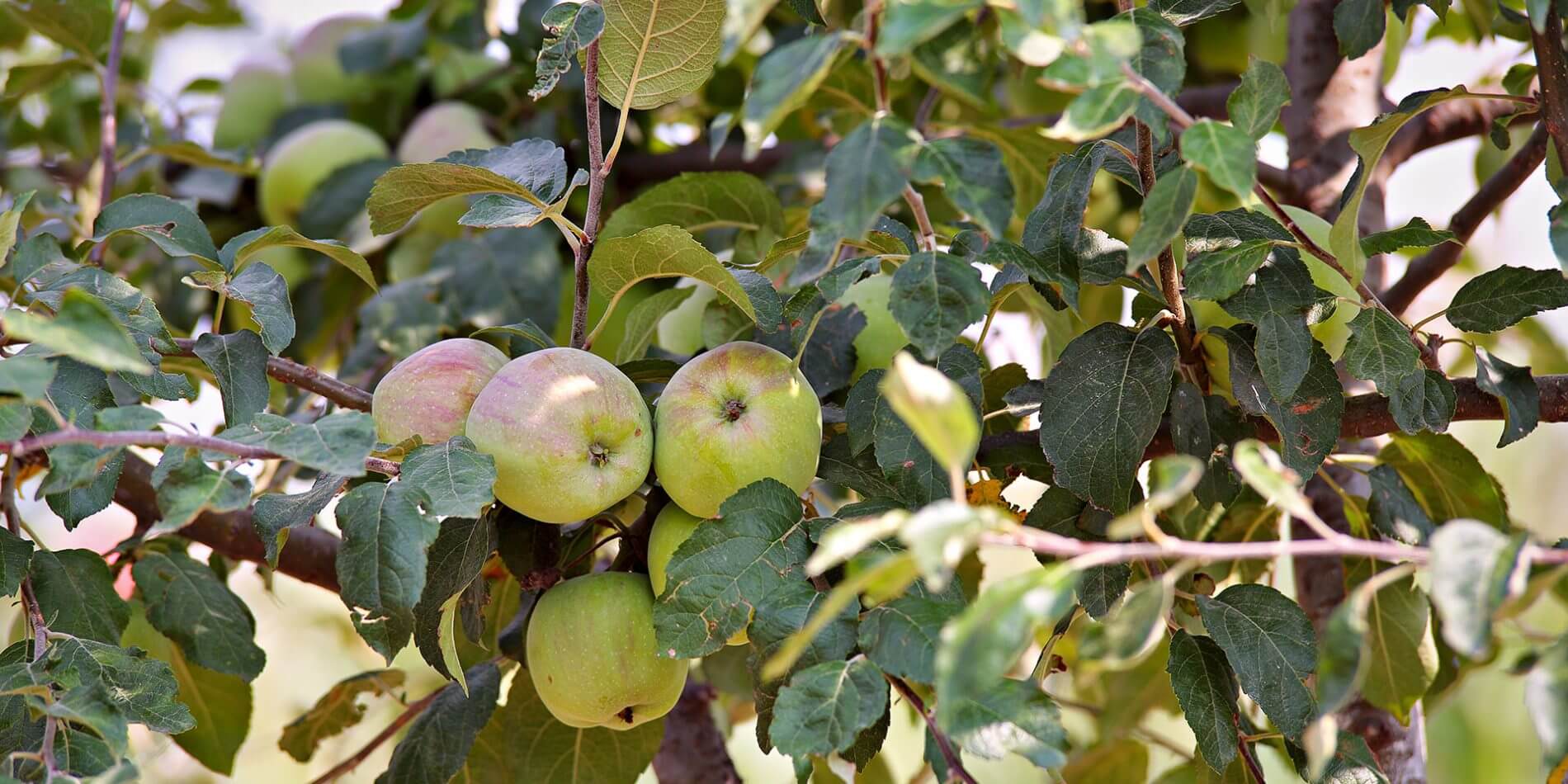 elagage-arbre-fruitier-terrebonne