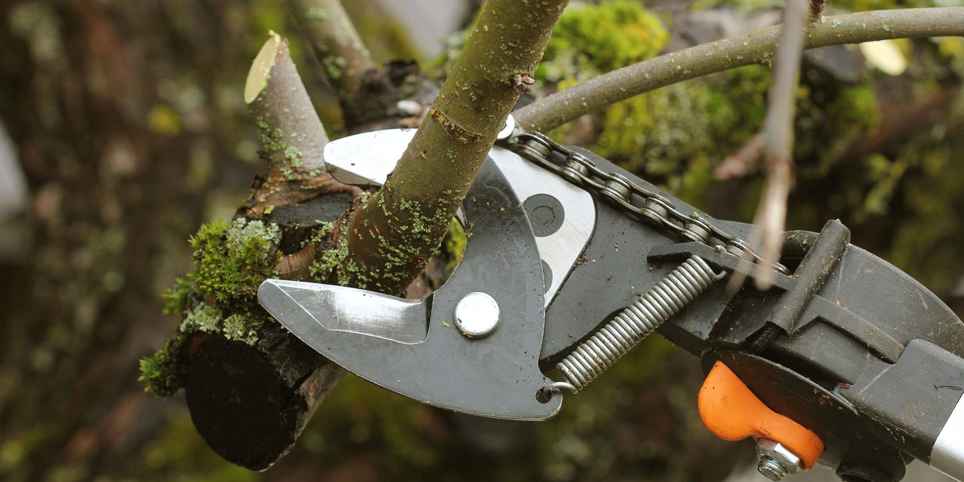 elagage-preventif-mascouche