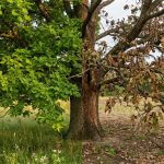 arbre-moitie-sain-moitie-mort