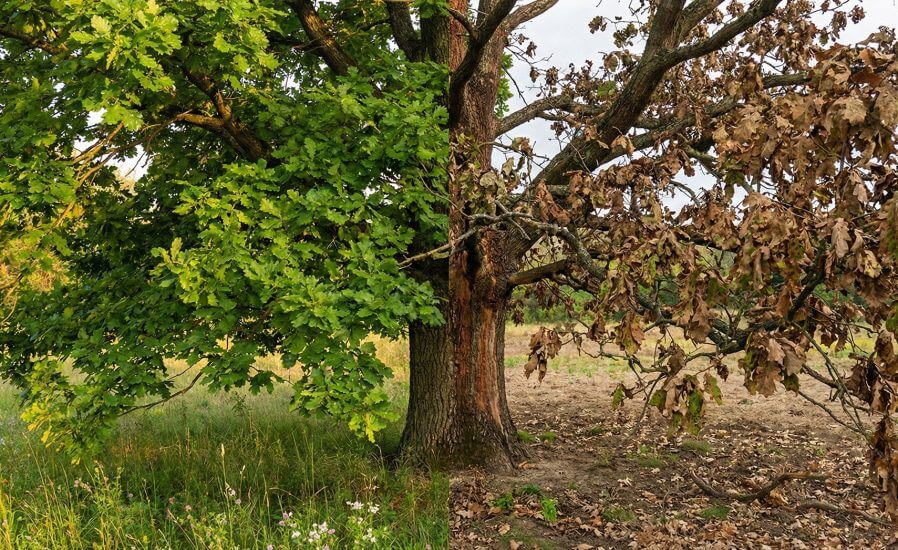 arbre-moitie-sain-moitie-mort